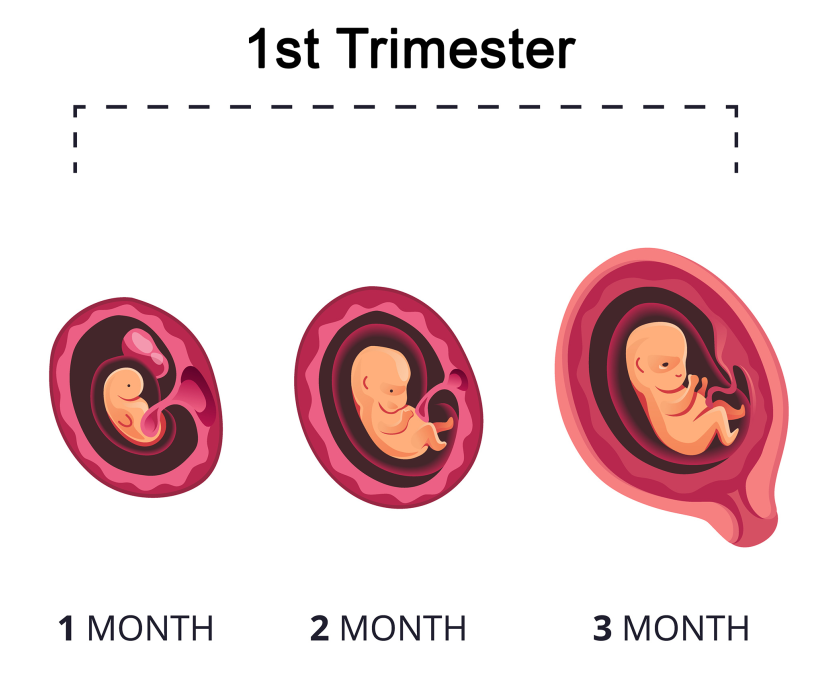 first Trimester