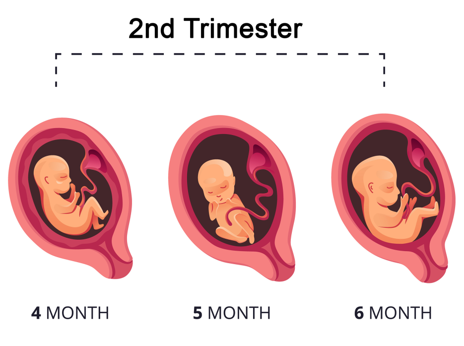 Second Trimester