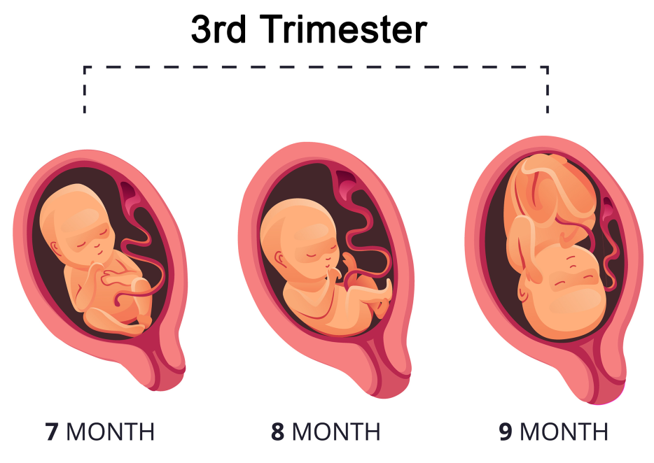 Third Trimester